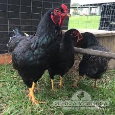 Who would have thought an animal so common would have such an interesting scientific name? Murray Mcmurray Hatchery Dark Cornish