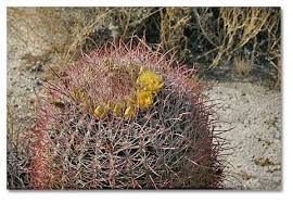Barrel cacti grow in desert conditions of north america. 9 Great Types Of Cactus Plants You Need To Know About All Types