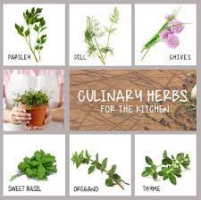 Culinary Herbs Herbs Culinary Culinary Herbs Organic Kitchen Herb Seeds