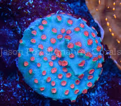 Atlantis Meteor Shower Cyphastrea Chalice Coral Meteor Shower Reef Tank