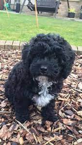 Below are some images of full grown toy cockapoos to help you make up your mind. 51 Cavapoos Ideas Cavapoo Puppies Cavapoo Puppies