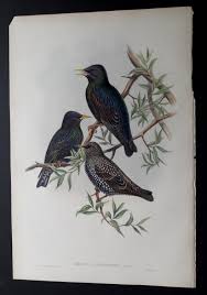 Persian Starling (Slurnus purpurascens)