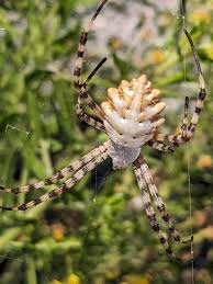 Image result for Sorindeia rhodesica