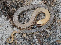Eastern Hognose Snake Playing Dead Hognose Snake Snake Snake Lovers