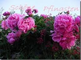 Pfingstrosen garten pfingsten glückliche bilder sprache der blumen fleischfressende pflanzen gartenpflege pfingstrose veilchen gelbe blumen budding peonies something cool about peonies when they are starting to bud like these is that they have a symbiotic relationship with ants who help the buds to open. Frohe Pfingsten Dreamies De