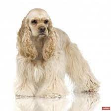 amerikan cocker spaniel cinsi kopek ozellikleri ve bakimi american cocker spaniel dog names dog breed photos