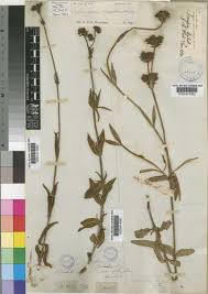 Image result for Agathisanthemum globosum