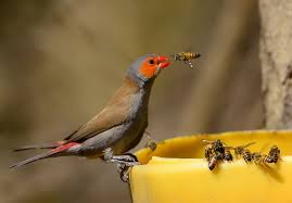 Backyard Birds Of New Jersey Field Guide Bird Bee Chat Birds Beautiful Birds Backyard Birds