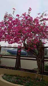 Search for flowers that are great for you! What Is The Name Of This Flowering Tree Gardening Landscaping Stack Exchange