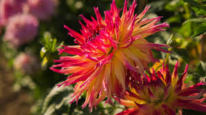 The florist picks up the flowers and plants at 10pm from supermarkets and other florists in north london to craft them for old the colour and the smell of flowers seems to really help the patients. Remember Me Garden Created For Dementia Sufferers At Rhs Tatton Flower Show Itv News