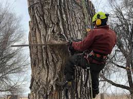 Tree trimming companies may charge an hourly rate for their services. Home Reinholt Tree Care Get Your Free Quote Now