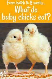 What Do Baby Chicks Eat?