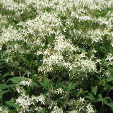 Image result for Clematis recta atropurpurea