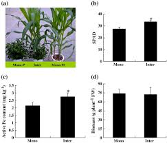 Image result for Kyllingiella microcephala