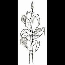 Maybe you would like to learn more about one of these? Corn Stalk Stamp
