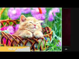 This is why i dislike updating this app, i always end up expecting the worst to happen. Magic Jigsaw Puzzles Apk
