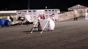 Plus, enjoy spectacular belly dancing and enjoy kebabs and other middle eastern food at the don q wedge. Best Bet Photos Ocean Downs Ostrich Race Ocean Downs Casino Harness Racetrack Facebook