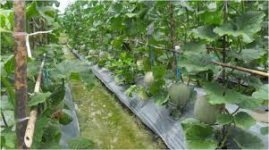 Tetapi jika faktor tanah yang semakin keras, miskin unsur hara terutama unsur hara mikro dan hormon alami, faktor iklim dan cuaca, faktor hama dan penyakit tanaman serta faktor pemeliharaan tidak diperhatikan maka keuntungan akan menurun. Panduan Cerdas Cara Budidaya Melon Petanimakmur Com