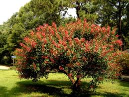 Image result for Erythrina crista-galli