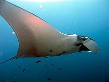 Manta Ray Wikipedia