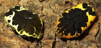 Description harlequin beetle gymnetis thula is a large, colorful scarab flower beetle. Harlequin Flower Beetle Roach Crossing