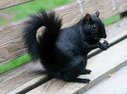 Maybe you would like to learn more about one of these? Black Squirrels Featured On Lifeform Of The Week Earth Earthsky