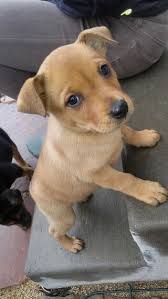 > community events for sale gigs housing jobs resumes services. Too Many Puppies Are Acquired At Too Young An Age Psychology Today