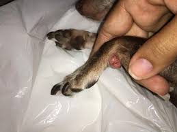 Have you heard about calluses before and are wondering what they are? My Dog Developed This On It S Carpal Pad On Her Left Front Leg It Has Grown Quickly In Just One Month I Don T Know What Can It Be It Petcoach