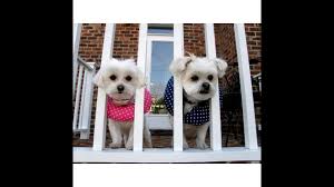 I've included a link to an article here, but perhaps @columbine can give you some tips. Puppy Bumpers To Keep A Dog Inside The Fence Youtube