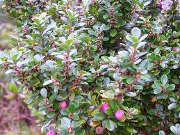 Image result for Myrsine africana