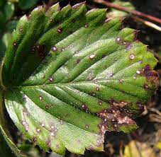 I've noticed that several of my strawberry plants have holes in the leaves. Strawberry Plant The Complete Guide Updated 2021