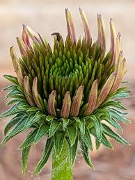 Image result for Angraecopsis gracillima