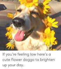 10 freshest 'when' memes to brighten up your day. If You Re Feeling Low Here S A Cute Flower Doggo To Brighten Up Your Day Cute Meme On Me Me