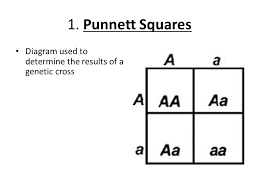 Check spelling or type a new query. 11 2 Probability And Punnett Squares Ppt Video Online Download