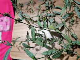 Image result for Andrachne ovalis