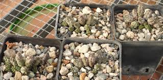 Image result for Vernonia tanganyikensis