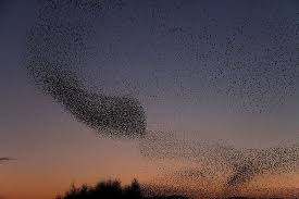 Birds Of The Same Feather Flock Together Essay Synthetic Particles That Flock Like Birds Illustration Essay Essay Contests Flock Of Birds