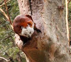 Giant Squirrel Squirrel Species Flying Squirrel Squirrel