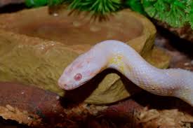 Joe origins stars henry golding as snake eyes, a tenacious upon arrival in japan, the arashikage teach snake eyes the ways of the ninja warrior while also. Snake Eye Pangolin Corn Snow Free Photo On Pixabay