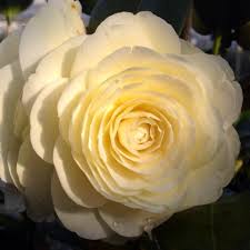 Camellia Dahlonega Photo Plant By Camellia Forest Plants Flowers Rose