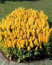 Image result for Celosia elegantissima