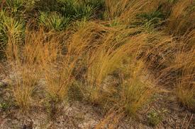 Image result for Aristida meridionalis