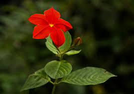 Image result for Mussaenda elegans