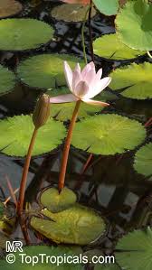 Image result for Nymphaea