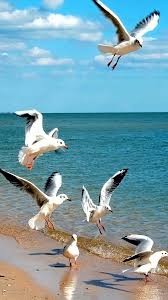 Flying Jewels God S Awesome Gorgeous Creation Sea Birds Birds Painting Seascape Paintings Images of ocean birds | ucsd nrs: sea birds birds painting
