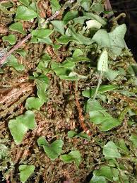 Image result for Elaphoglossum