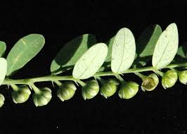 Image result for Phyllanthus pseudoniruri