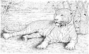 Hence they also find great joy in filling in tiger coloring pages with attractive colors. Drawing Tiger 13742 Animals Printable Coloring Pages