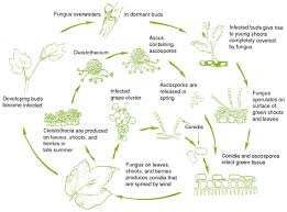 Image result for Uncinula necator