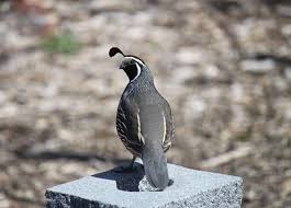 Produktivitas ternak burung puyuh tinggi. Cara Ternak Burung Puyuh Rumahan Dan Tips Menjualnya Lengkap Sepositif